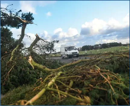  ?? Picture: Peter Summers/ Getty Images ?? A van drives past trees brought down by storms in Hopeman, on the coast of the Moray Firth, last November