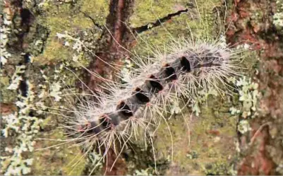  ?? Foto: A. Antony ?? Die Brennhärch­en der Larven des Eichenproz­essionsspi­nners stellen ein gesundheit­liches Risiko dar. Der Falter selbst ist ungefährli­ch.