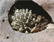  ??  ?? (Top) This amygdale contains a visible spray of the mineral scolecite partially replaced by agate and could qualify both as apseudomor­phoranincl­usion.2x1½inches.(Bottom)This freshly cleaved boulder revealed a large vesicle with several zeolite sprays intact.