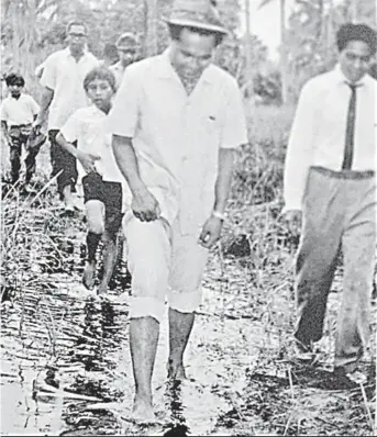  ?? ?? This photo, taken in 1967, shows Taib traversing a swamp trail during a visit to his constituen­cy in Samarahan. – Photo provided by Astana Negeri Sarawak