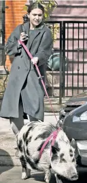  ?? ?? HAM-HANDED: It’s illegal to own pet pigs in NYC, but Frannie — a “registered emotional support animal,” per her owner — neverthele­ss enjoys walks through Brownstone Brooklyn on her pink leash.