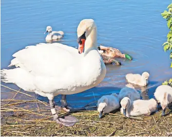 ?? ?? Under attack Swans and other animals in Dedridge have been targeted by children and teenagers