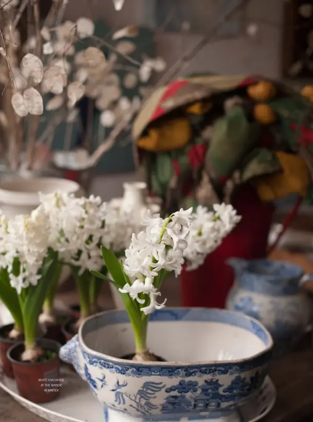  ??  ?? white hyacinths at the manor in winter