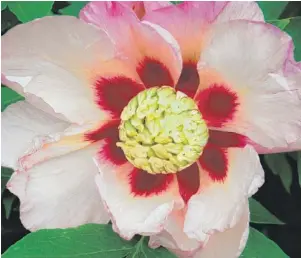  ??  ?? “Pastel Splendor” is one of the finest Intersecti­onal peony hybrids. Blooms are 5 to 6 inches in diameter with creamy-white petals highlighte­d with deep maroon flares. Upon opening, the petals are lightly tinted with pink along the edges and centers...
