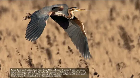  ?? ?? Purple Heron has long been touted as a likely British colonist, yet for now it remains a scarce migrant. When compared to Grey Heron, look for a smaller bird with less overall bulk. Breeding adults, such as this, show an intricate plumage of orange, brown and purple, with these elusive birds tending to favour reedbeds and other vegetated wetlands.