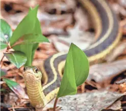  ?? PROVIDED BY PAUL VANDERWERF/RED-TAIL LAND CONSERVANC­Y ?? An Eastern garter snake is a very common animal in the Central Indiana region.