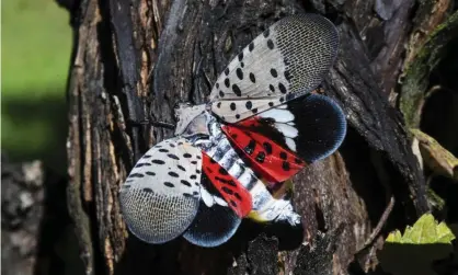  ?? Photograph: Matt Rourke/AP ?? A spotted lanternfly at a vineyard in Kutztown, Pennsylvan­ia. The insect has ravaged the US north-east in recent years.