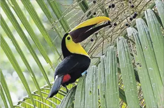  ?? DREW MONKMAN/SPECIAL TO THE EXAMINER ?? A Black-mandibled Toucan photograph­ed from the kitchen table at Finca Loco Natural.