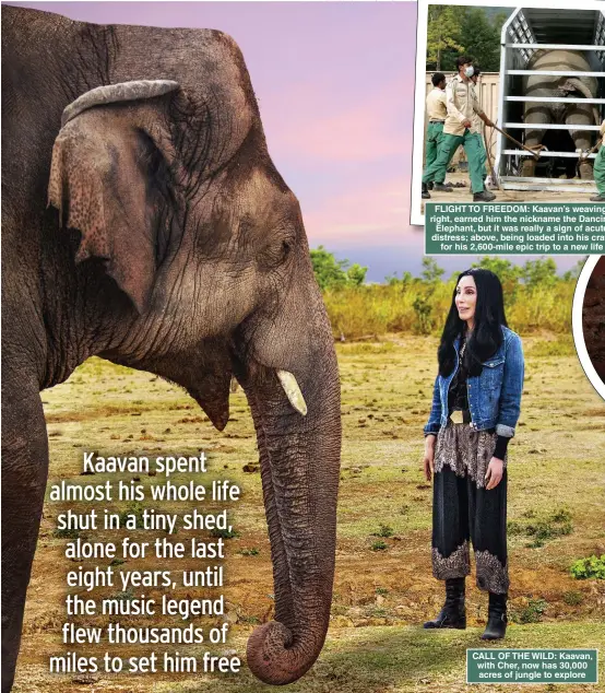  ??  ?? CALL OF THE WILD: Kaavan, with Cher, now has 30,000 acres of jungle to explore