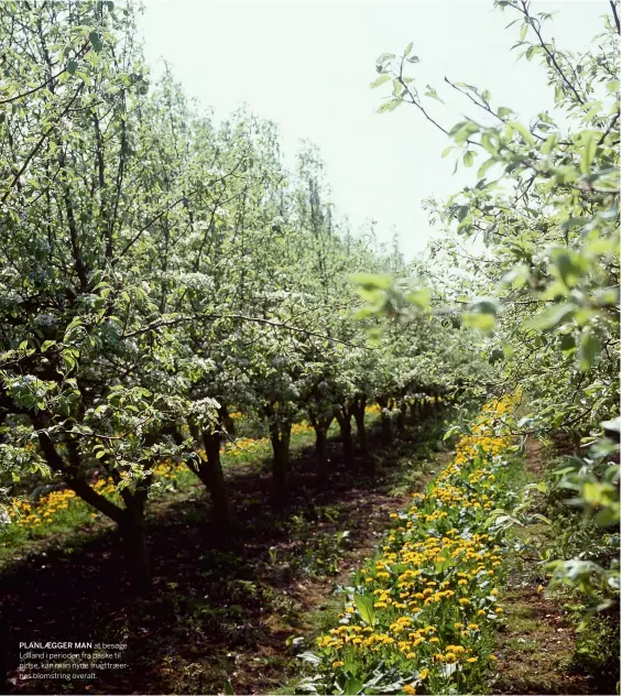  ??  ?? PLANLAEGGE­R MAN at besøge Lolland i perioden fra påske til pinse, kan man nyde frugttraee­rnes blomstring overalt.