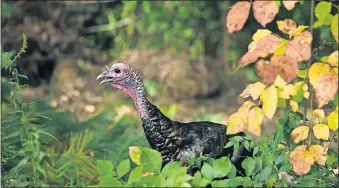  ?? [BROOKE LAVALLEY/DISPATCH] ?? As the leaves around it reflect the new season, a wild turkey walks in the brush at Blendon Woods Metro Park on Friday.