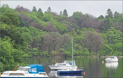  ??  ?? DAMAGED: Many of the poisoned beech trees on Inchtavann­ach Island have turned brown, creating a
‘dead canopy’.