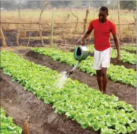  ?? (Courtesy pics) ?? In order to reduce wasteful over watering and leaching of nutrients, the soil should not be wet deeper than the roots penetrate.