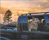  ?? Noah Berger Associated Press ?? A DOG and its owner evacuate Foresthill in Placer County on Friday, as the Mosquito fire burns through the Sierra foothills east of Sacramento.