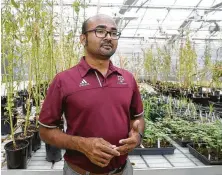  ??  ?? Muthu Bagavathia­nnan, assistant professor of weed science: “If you just imagine like a lock and key, you’ve got to have the right combinatio­n to be able to open it. Nature changed the locks.”