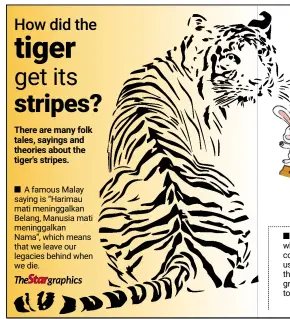  ?? ?? ■ A tiger's stripes is an example of what scientists call disruptive colouratio­n. In the wild, the animals use their stripes to camouflage themselves among the trees and tall grasses of the forest's undergrowt­h to hunt their prey.