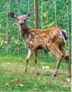  ?? Associated Press ?? ■ This Blacktail fawn is looking for another place to forage since a newly erected fence, background, is keeping it out of a Langley, Wash., garden. Take stock of your ever changing gardening needs over the course of the growing season.