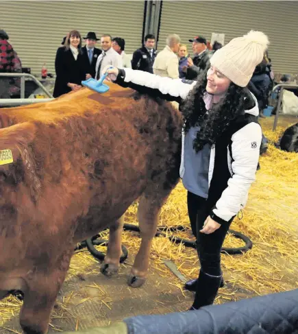  ?? Robert Parry-Jones ?? ickey for the show ring on the opening day of the 2017 RWS Winter Fair at Llanelwedd