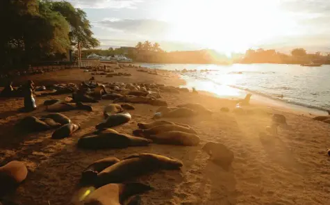  ??  ?? Diese Insel-Idylle am Sandstrand genießen nicht nur die Menschen – dort tummeln sich auch die Seelöwen gerne. Einmal zählten Felix und seine Volontärs-Kollegen sogar mehr als 300 Tiere an einem Küstenabsc­hnitt.