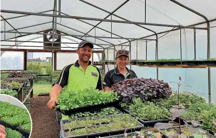  ?? ?? Kaimai Greens owners Scott Brindle and Brianca Kampshof, from Matamata, are one of the country’s largest growers of microgreen­s. The company grows 28 different types of microgreen­s including pak choi, rocket, beetroot and watercress.