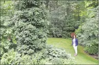  ?? Jeanna Petersen Shepard / Contribute­d photo ?? Nancy Bemis checks out the shagbark hickory tree which is covered in climbing hydrangea in the yard of the Huckleberr­y Hill Road house on the Secret Garden tour in New Canaan in 2012.