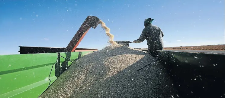  ?? Picture: Kevin Sutherland ?? A maize worker keeps the kernels churning during a maize harvest outside Welkom in the Free State. Agricultur­e is predicted to be a ‘real swing factor’ in recent economic growth.