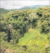  ?? Photograph­s by Nick Pachelli ?? VERDANT FLORA surrounds Makahiku Falls in rugged Haleakala National Park on Maui.