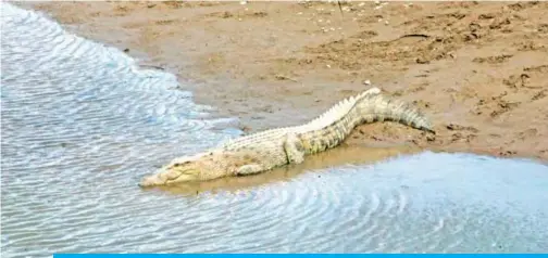  ?? — AFP ?? This picture taken on June 20, 2019 shows a crocodile on the banks of the Lospalos River.