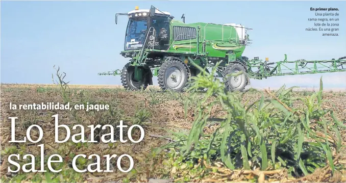  ??  ?? En primer plano.
Una planta de rama negra, en un
lote de la zona núcleo. Es una gran
amenaza.