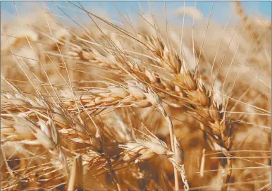  ??  ?? TRIMESTRE. La Pampa, Buenos Aires y Patagonia norte tendrán temperatur­as normales