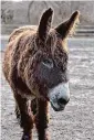  ?? ?? Sebastopol geese and Duncan, a Baudet du Poitou donkey with curly hair, also reside at Ray of Light Farm in East Haddam.