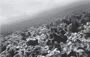  ?? PAT WELLENBACH/AP ?? A coral grows under in the Caribbean Ocean along Caye Caulker near the coast of Belize. An environmen­tal group sued the U.S. government on Monday and accused it of failing to protect 12 endangered coral species across the Caribbean and the Pacific Ocean.