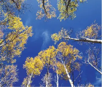  ?? COURTESY OF USDA FOREST SERVICE ?? Colorful aspens tower in the Santa Fe Ski Basin.