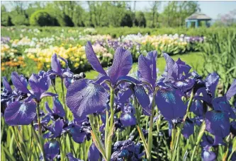  ?? KATHY RENWALD PHOTOS SPECIAL TO THE HAMILTON SPECTATOR ?? Siberian irises stand tall at the RBG Laking Garden.