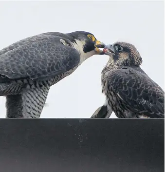  ?? JASON KRYK / FILES ?? Voltaire, left, feeds her 32-day-old peregrine falcon chick named Hercules on the roof of a building near the Ambassador Bridge in 2013. The peregrine population has been increasing since the 1970s.