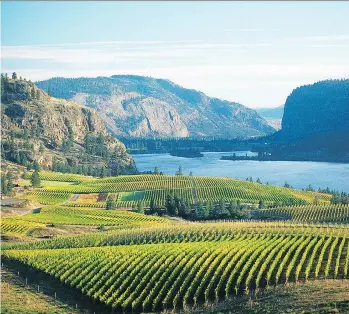  ?? B.C. WINE INSTITUTE ?? The Okanagan Valley is home to some of the 700 wineries that have set up across Canada.