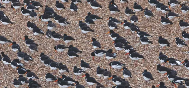  ??  ?? A stew of oystercatc­hers (Haematopus ostralegus) sits on a shingle bank at Snettisham RSPB Nature Reserve in Norfolk