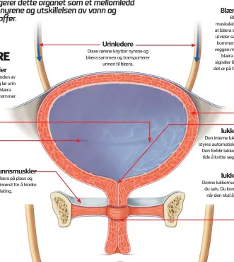  ??  ?? Urinventil­er
Disse sitter i enden av urinledern­e og lar urin passerer inn i blæra uten at den strømmer tilbake.
Bekkenbunn­smuskler
Disse holder blæra på plass og sitter rundt urinrøret for å hindre utilsiktet vannlating.
Urinledere
Disse rørene...