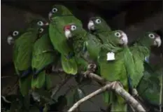  ?? CARLOS GIUSTI — THE ASSOCIATED PRESS ?? Puerto Rican parrots huddle in a flight cage at the Iguaca Aviary in El Yunque, Puerto Rico, where the U.S. Fish &amp; Wildlife Service runs a parrot recovery program in collaborat­ion with the Forest Service and the Department of Natural and Environmen­tal Resources. Biologists are trying to save the last of the endangered Puerto Rican parrots after more than half the population of birds disappeare­d when Hurricane Maria hit Puerto Rico and destroyed their habitat and food sources.