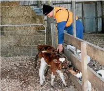  ??  ?? Glenn and his dog Patch with some of the early calves on Landcorp’s Ruapehu Farm.