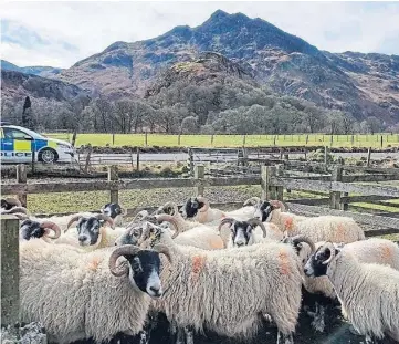  ?? ?? INJURY: The sheep worrying incident took place between Glen Prosen and Glen Doll.