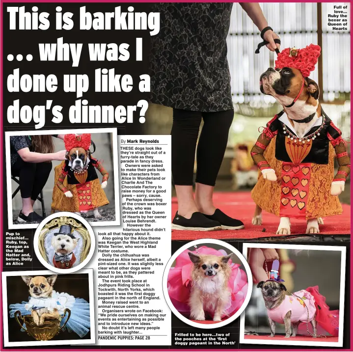 dressed up like a dog's dinner 1870