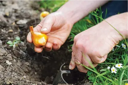  ??  ?? For a natural-looking display, plant bulbs in groups of three or five rather than individual­ly or in rows