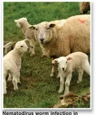  ?? ?? Nematodiru­s worm infection in young lambs may occur earlier than normal this year.