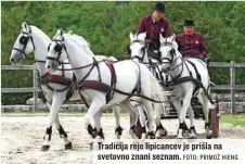  ?? FOTO: PRIMOŽ HIENG ?? Tradicija reje lipicancev je prišla na svetovno znani seznam.