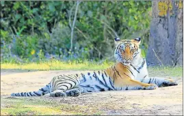  ??  ?? Officials estimate that Uttarakhan­d’s Corbett Tiger Reserve alone will have 300 striped cats, when the population count is carried out in 2018. KARAN MOTA/HT