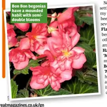  ??  ?? Bon Bon begonias have a mounded habit with semidouble blooms