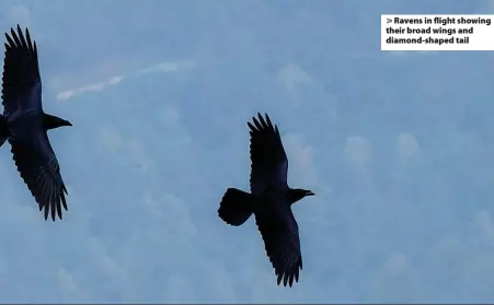  ?? Zeynel Cebeci ?? > Ravens in flight showing their broad wings and diamond-shaped tail
