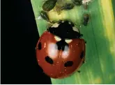  ?? Pics: Alamy/PA ?? A ladybird eating aphids and, far right, a devil’s coach horse beetle