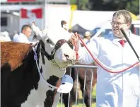  ?? Picture: Barry Goodwin ?? Cattle on show